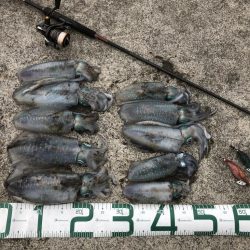 2022 佐渡ヶ島エギング 23回目【10月4日】