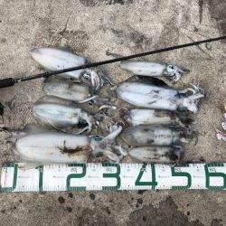 2022 佐渡ヶ島エギング 29回目【10月16日】