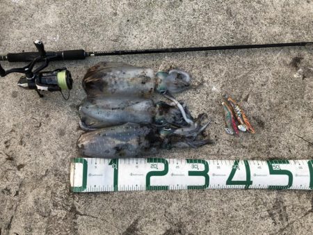 2022 佐渡ヶ島エギング 32回目【10…