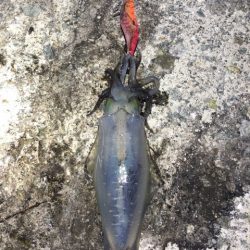 2022 佐渡ヶ島エギング 33回目【10月22日】