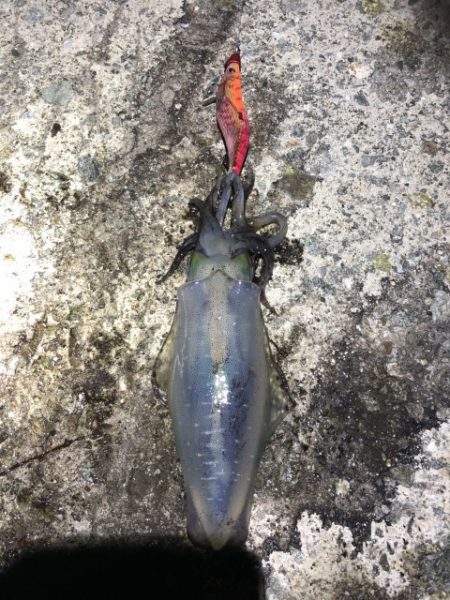 2022 佐渡ヶ島エギング 33回目【10月22日】