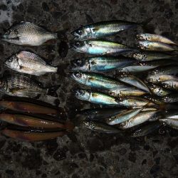 エビ撒き釣り　ハネの気配なくアジ・サバばかり