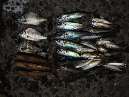 エビ撒き釣り　ハネの気配なくアジ・サバばか…