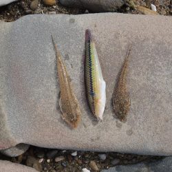 落ちギスは何処に？