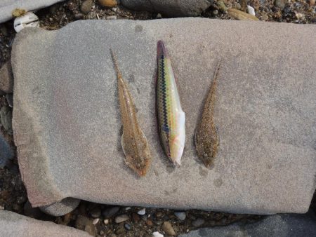 落ちギスは何処に？