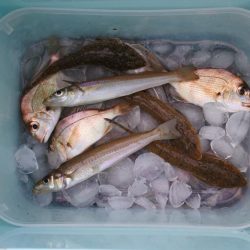 キス釣り　渋い