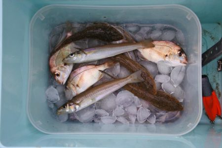 キス釣り　渋い