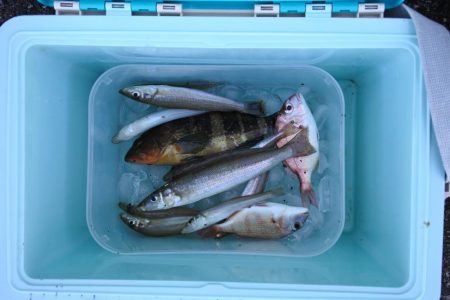 秋晴れのキス釣り　落ちギスはまだ早い？