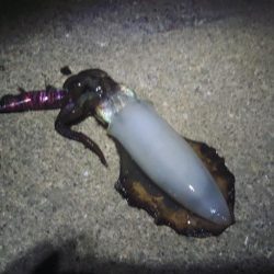 デイエギングでアオリ好調♪