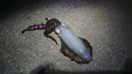 デイエギングでアオリ好調♪