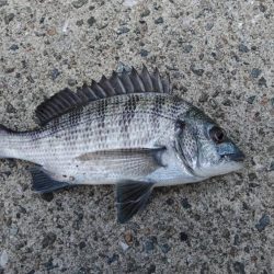 エビ撒き釣りで五目釣り♪