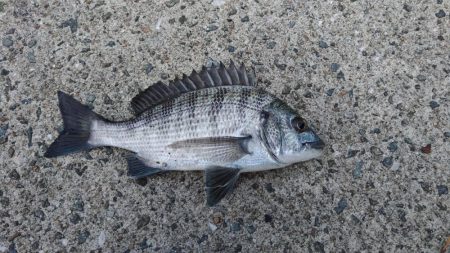 エビ撒き釣りで五目釣り♪