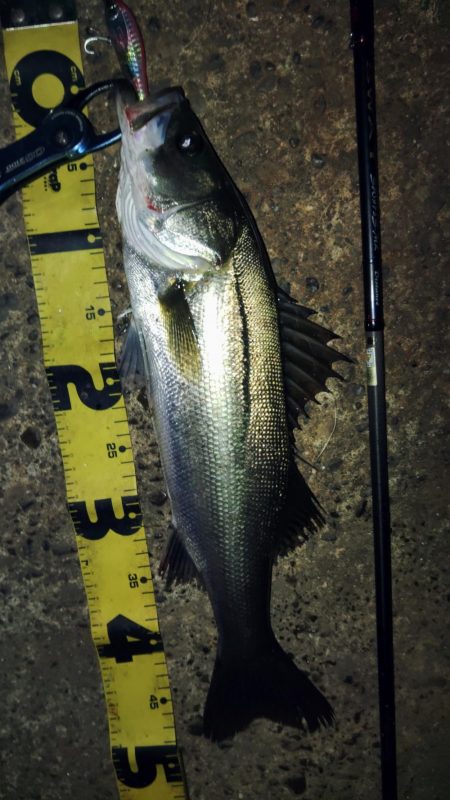 ぶら　しーばす！！