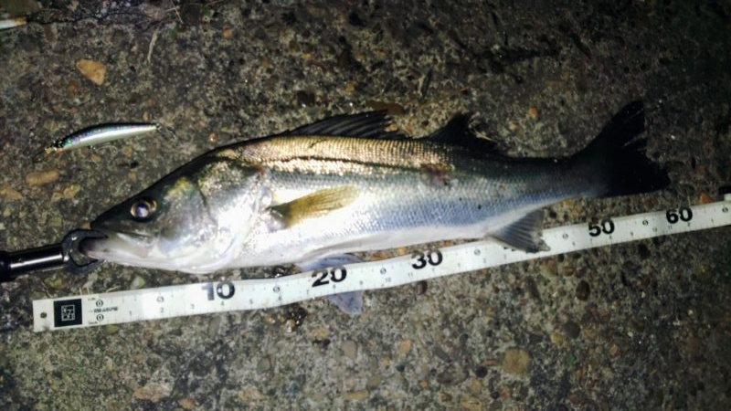 ぶらシーバス！！