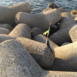 さば、さば、さば・・・・