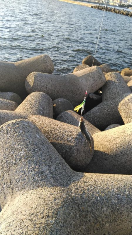 さば、さば、さば・・・・