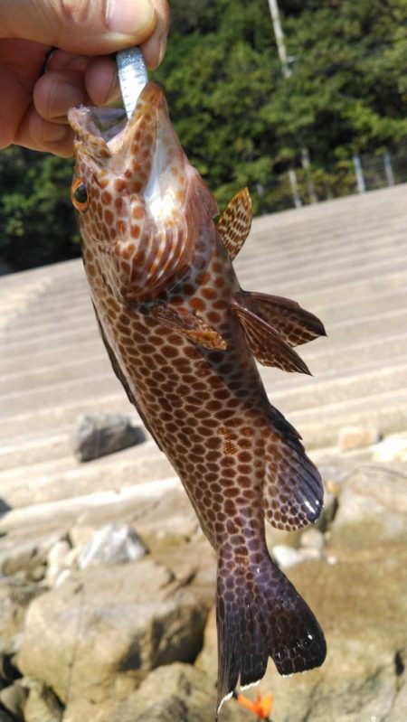 タチウオ他狙い