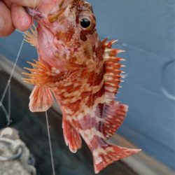 タチウオ他狙い