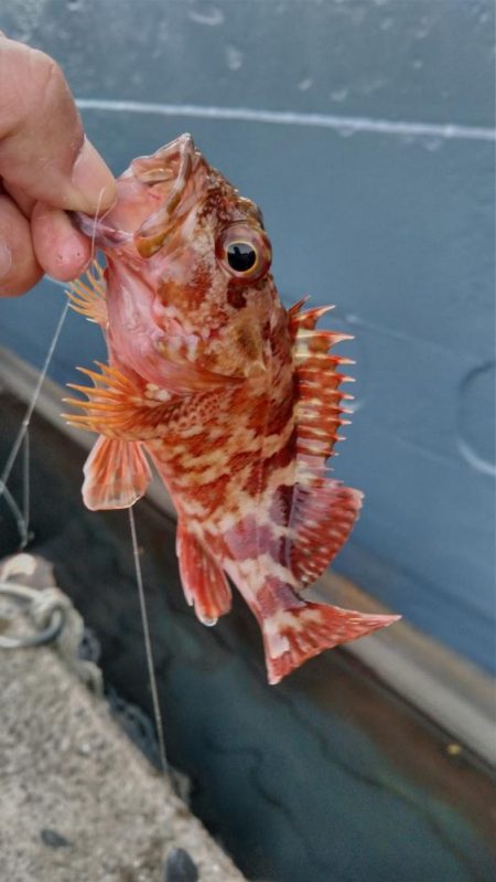 タチウオ他狙い