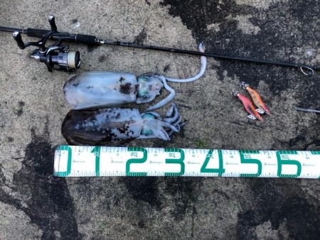 2022 佐渡ヶ島エギング 35回目【10…