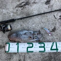 2022 佐渡ヶ島エギング 36回目【10月26日】