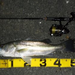 満潮時の浅場攻略