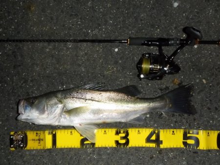 満潮時の浅場攻略