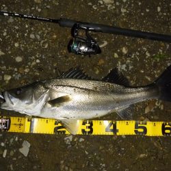 落ちアユパターン狙い