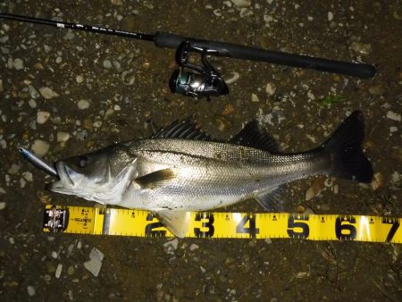 落ちアユパターン狙い