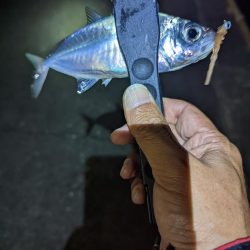 アジングは楽しいなぁ