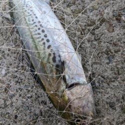 サワラ　ｷﾀ━━━━(ﾟ∀ﾟ)━━━━!!