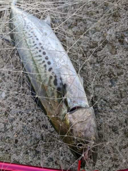 サワラ　ｷﾀ━━━━(ﾟ∀ﾟ)━━━━!!…