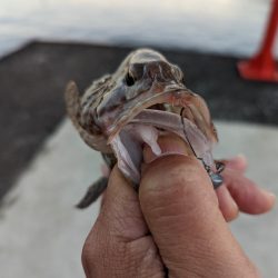 小さいながらも本命ゲット