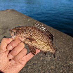 ここでも小さいながらも本命ゲット