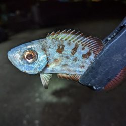 名前のわからん魚が…