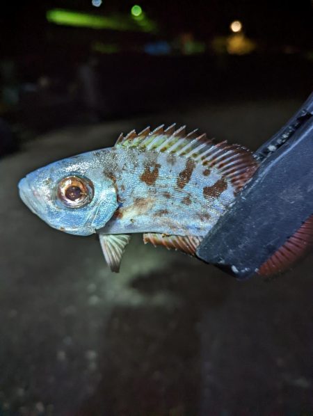 名前のわからん魚が…