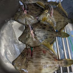 カワハギに夢中