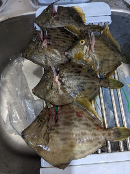 カワハギに夢中