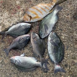 和歌山市江(吉丸渡船)で磯フカセ