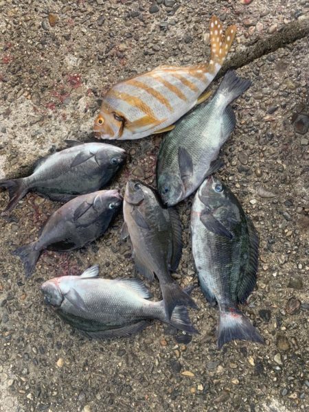 和歌山市江(吉丸渡船)で磯フカセ