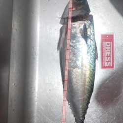 ショアジギング