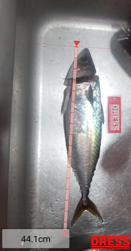 ショアジギング