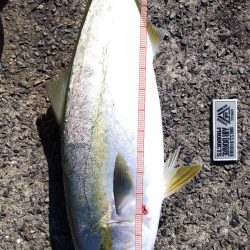 飲ませでメジロ