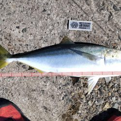 ショアジギングでサゴシ、飲ませでメジロ