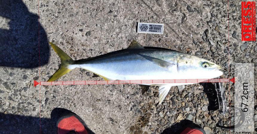 ショアジギングでサゴシ、飲ませでメジロ