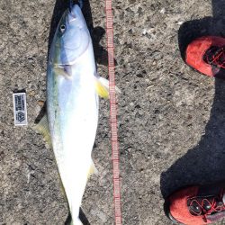 鯖の飲ませでメジロ２本