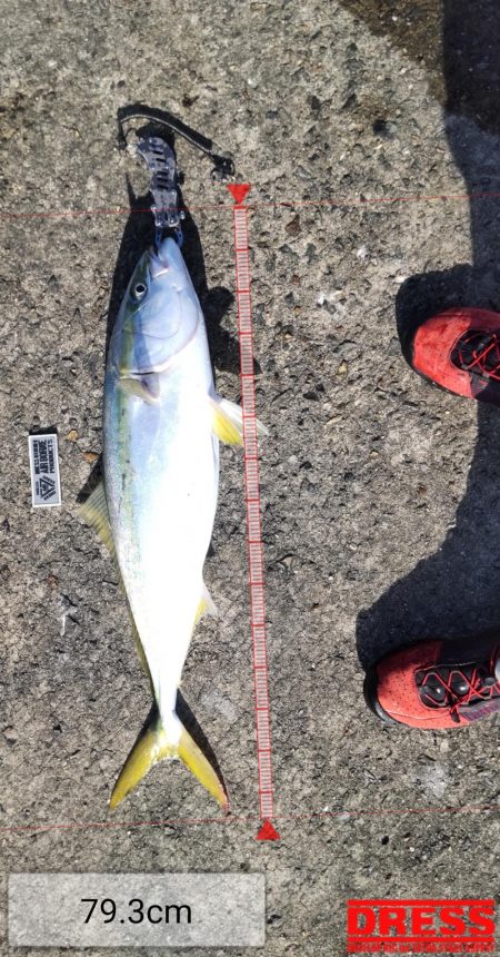 鯖の飲ませでメジロ２本