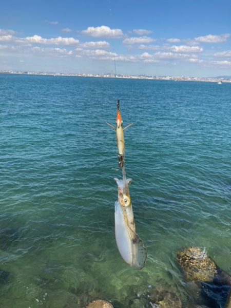 エギング、アジング