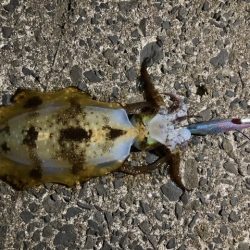 エギング、アジング