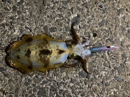 エギング、アジング